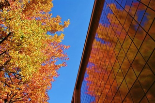 Illustration for article titled Shooting Challenge Fall Leaves Gallery 6